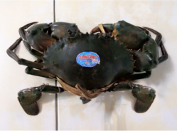 Cua Y5 (Cua thịt)